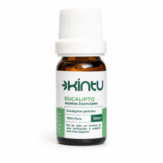 Eucalipto - 1