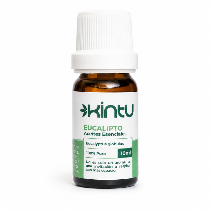 Eucalipto - 1
